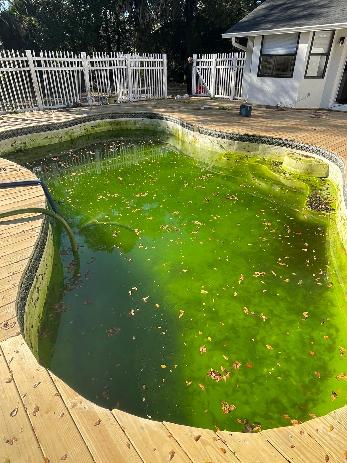 florida green pool florida green pool